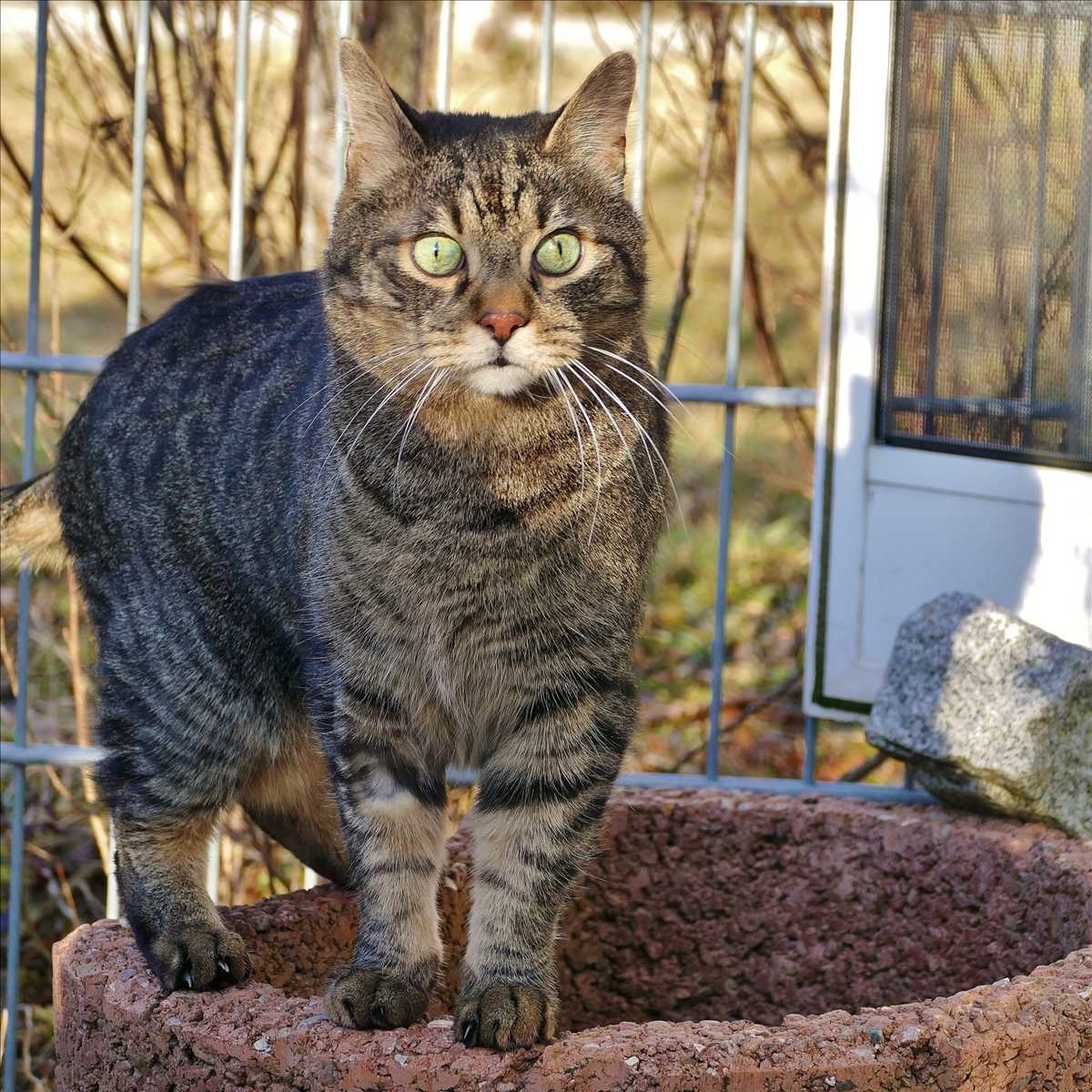 WALLACE – Europäisch Kurzhaar, männlich, 13 Jahre, 81829 München – zur Adoption