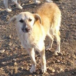 Mirabelle