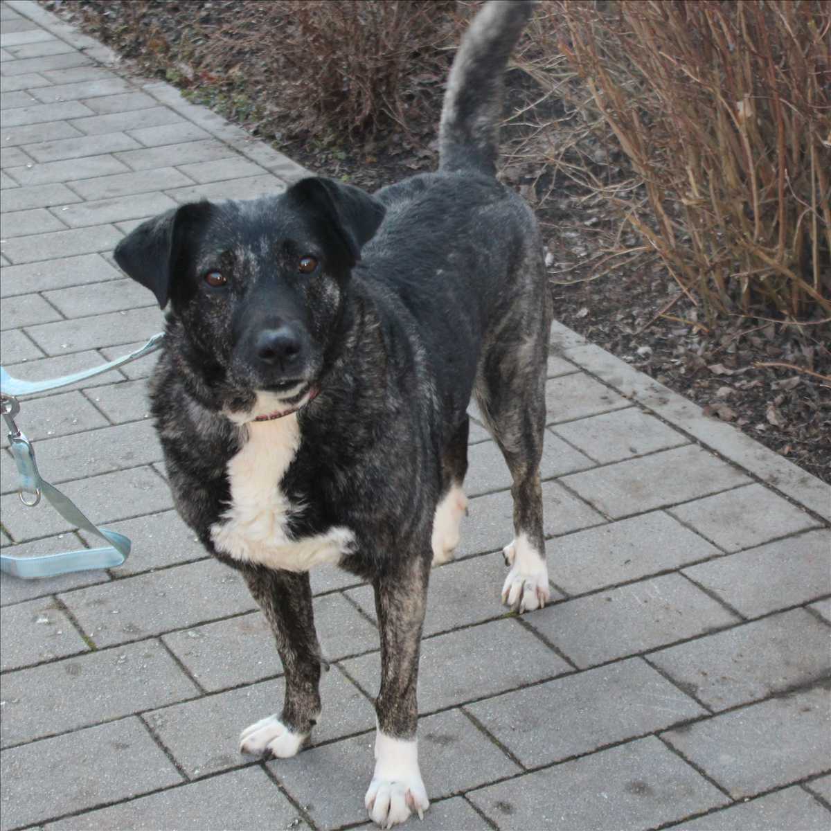 LUNA – Mix, weiblich, 5 Jahre, 3 Monate, 81829 München – zur Adoption