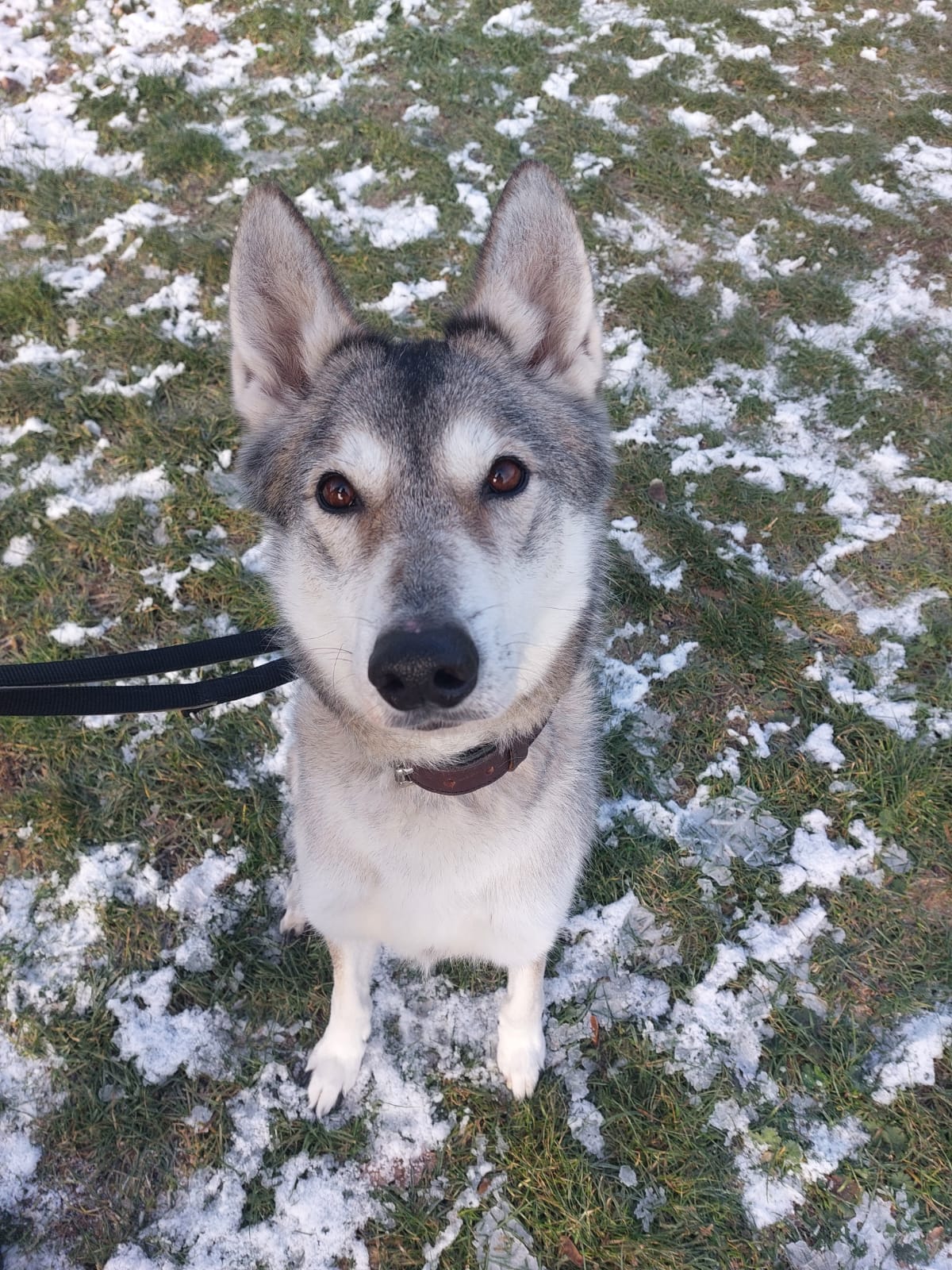 Askan – Siberian Husky -Mix, männlich, 4 Jahre, 50969 Köln-Zollstock – zur Adoption