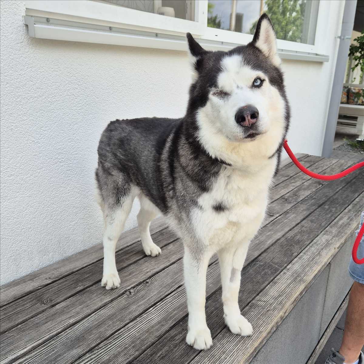 LEO – Sibirischer Husky, männlich, 6 Jahre, 5 Monate, 81829 München – zur Adoption