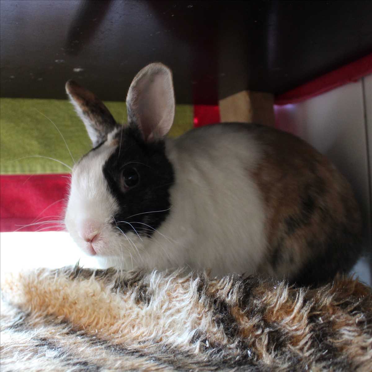 TULZI – Zwergkaninchen, Satinkaninchen, weiblich, 81829 München – zur Adoption