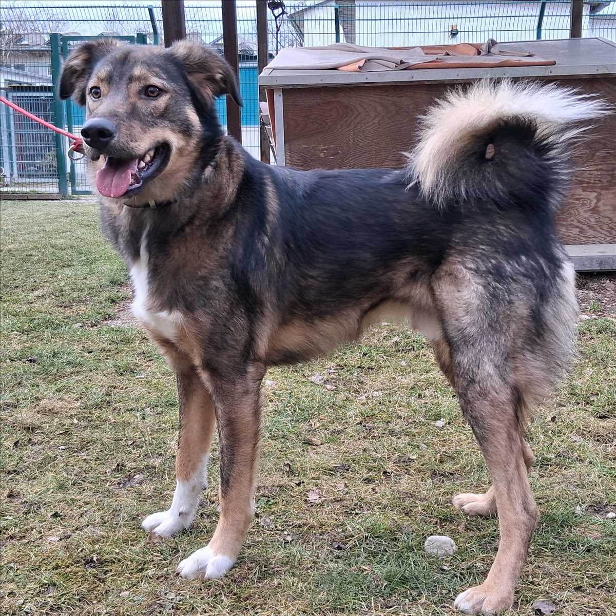LOISL – Mix, männlich, 1 Jahr, 6 Monate, 81829 München – zur Adoption
