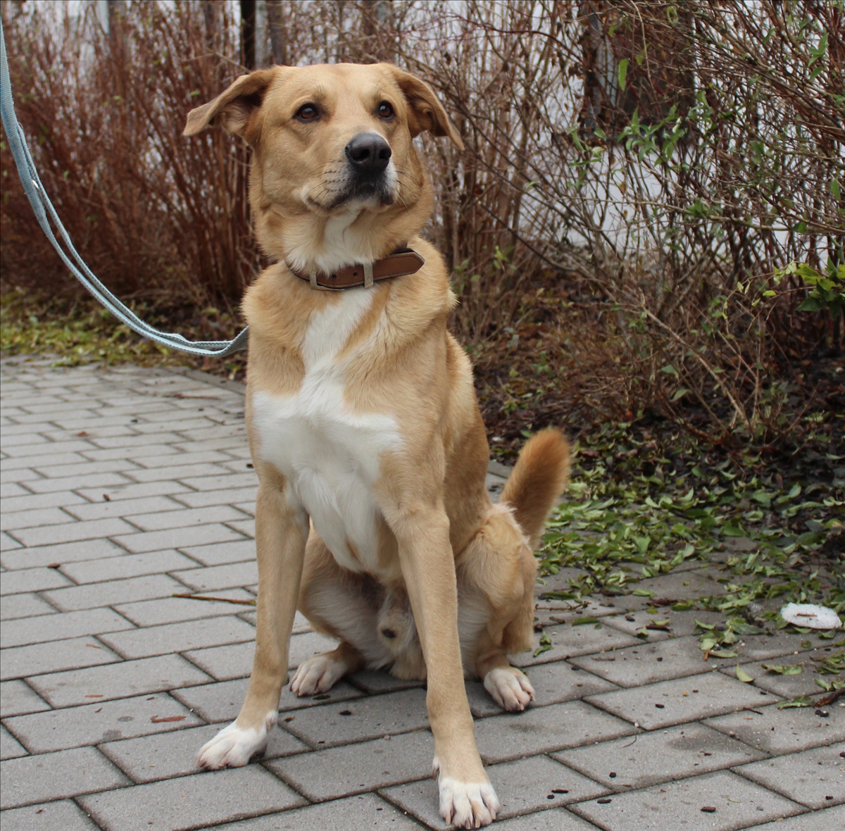 HARALD – Herdenschutzhund Mix, Schäferhund-Labrador Mix, männlich, 3 Jahre, 7 Monate, 81829 München – zur Adoption