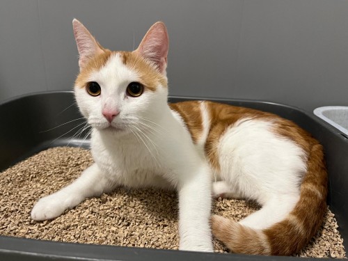 Teo – Katze, männlich, 32758 Detmold – zur Adoption