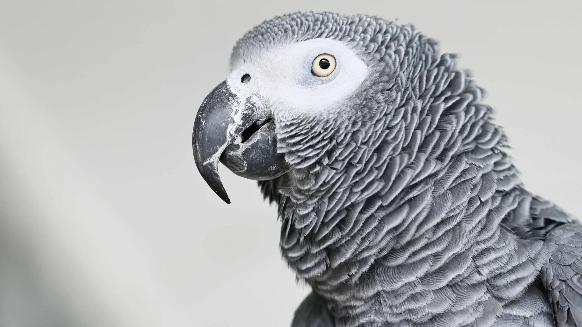 Rico