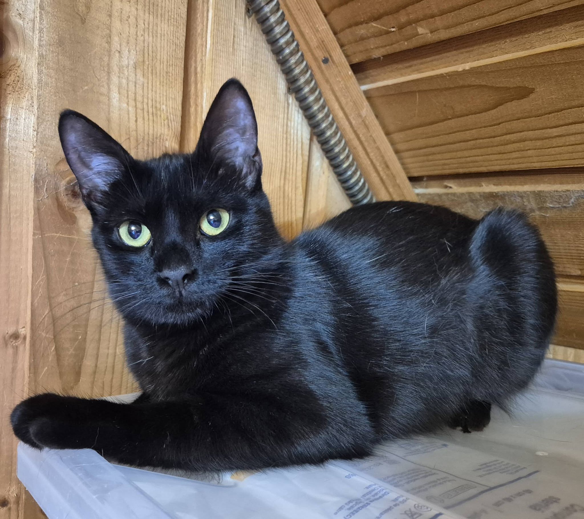 Phoebe – EKH, männlich, 50823 Köln – zur Adoption