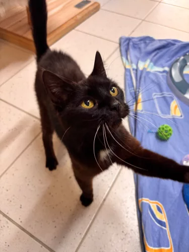 Püppy – EKH, weiblich, 26389 Wilhelmshaven – zur Adoption