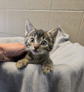 Odin