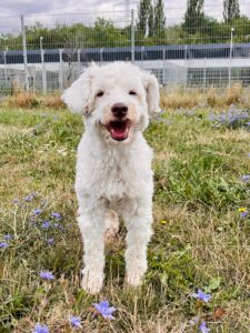 Boomi – Hund, männlich, 4 Jahre, 97525 Schwebheim – zur Adoption