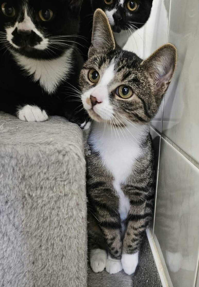 Valentino – EKH, männlich, 97816 Lohr – zur Adoption
