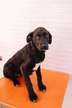 Nordic Strays e.V.