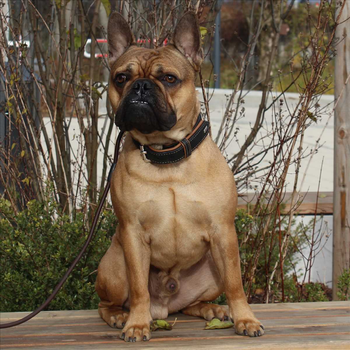LOUIE – Französische Bulldogge, männlich, 4 Jahre, 81829 München – zur Adoption