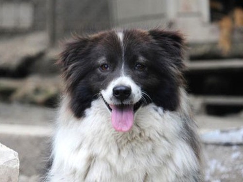 Zeno – Hund, männlich, 32758 Detmold – zur Adoption