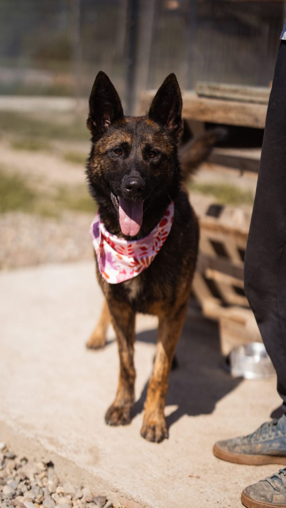 Ciska – Belg. Schäferhund-Mischling, weiblich, 1 Jahr, 2 Monate, Nordic Strays e.V. – zur Adoption