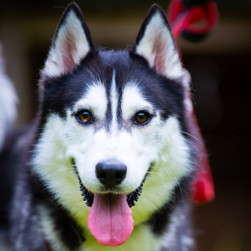 Floki – Husky, männlich, 3 Jahre, 28357 Bremen – zur Adoption