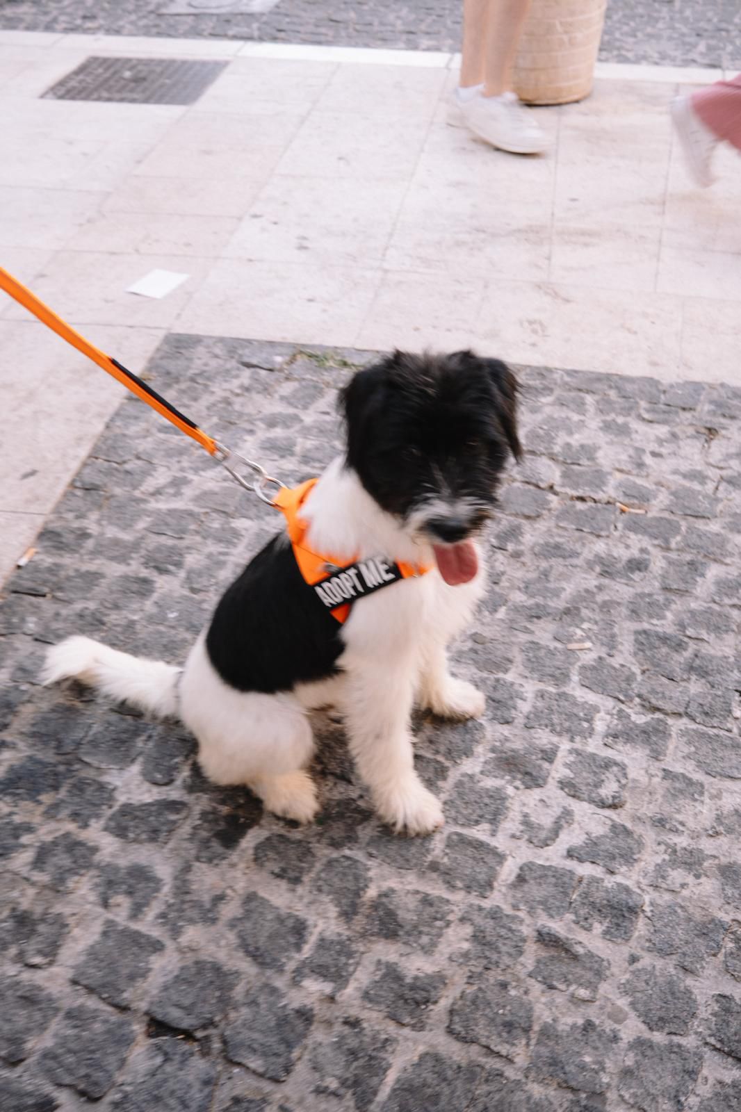 Asterix – Hund, männlich, 4 Monate, Nordic Strays e.V. – zur Adoption