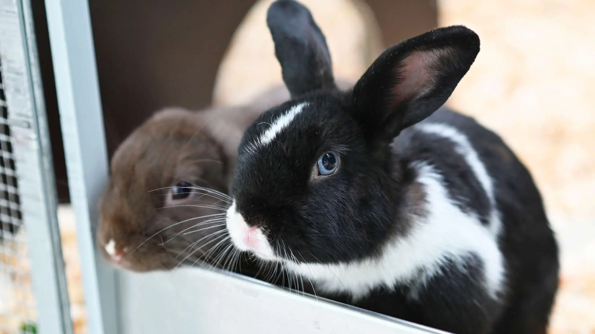 Glinda & Elphie