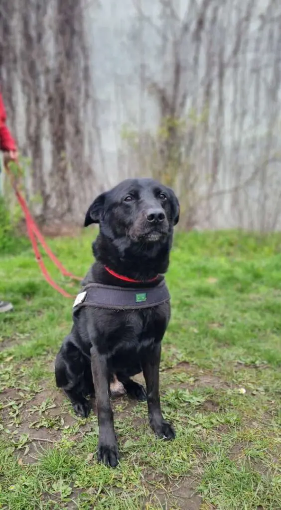Toto – Labrador-Mix, männlich, 6 Jahre, 5 Monate, 13057 Berlin – zur Adoption