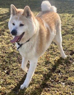 Ace – Akita Inu, männlich, 3 Jahre, 2 Monate, 70195 Stuttgart-Botnang – zur Adoption