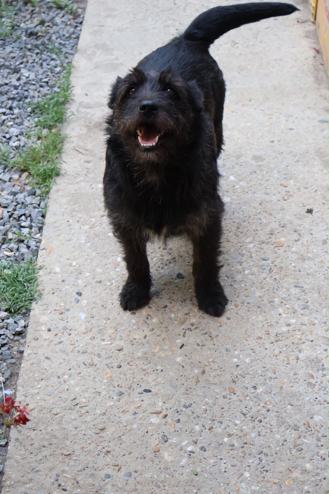 Jelena – Terrier-Mix, weiblich, 4 Jahre, Nordic Strays e.V. – zur Adoption