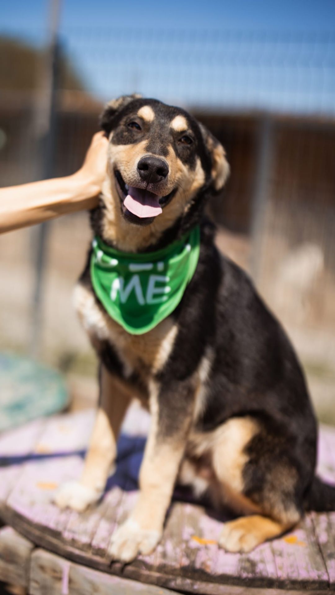Norio – Hund, männlich, 9 Monate, Nordic Strays e.V. – zur Adoption