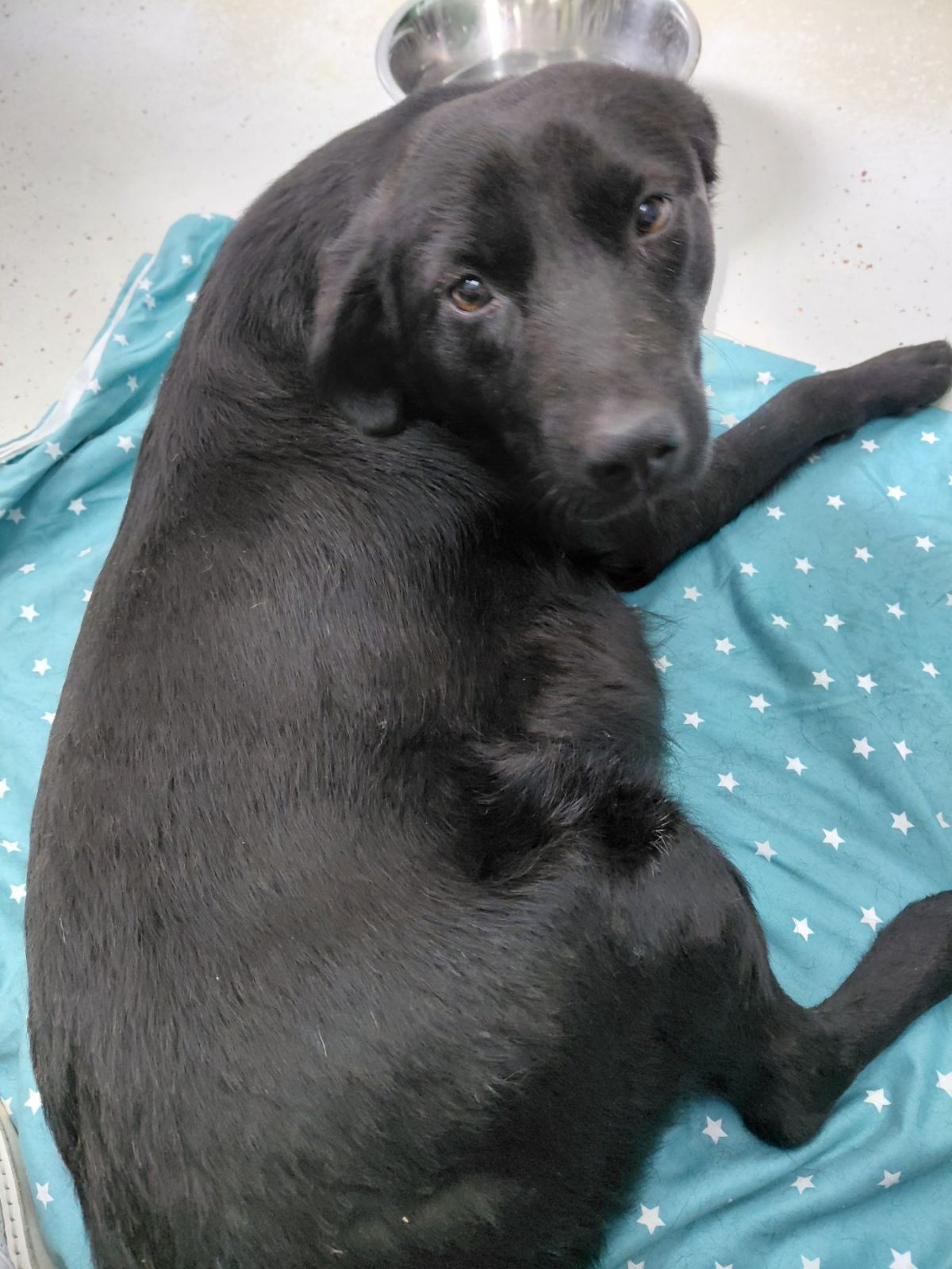 Myra – Hund, weiblich, Nordic Strays e.V. – zur Adoption