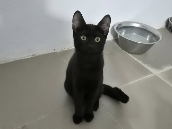 Kali – EKH, männlich, 50823 Köln – zur Adoption