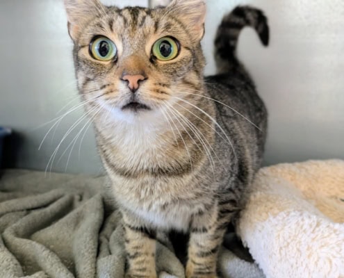 Holly – Katze, weiblich, 3 Jahre, 39576 Stendal – zur Adoption