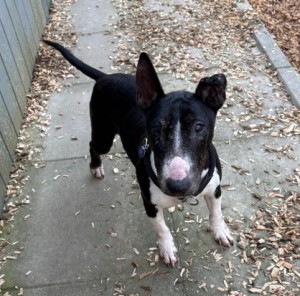Kim – Miniatur Bullterrier, weiblich, 10 Jahre, 70195 Stuttgart-Botnang – zur Adoption