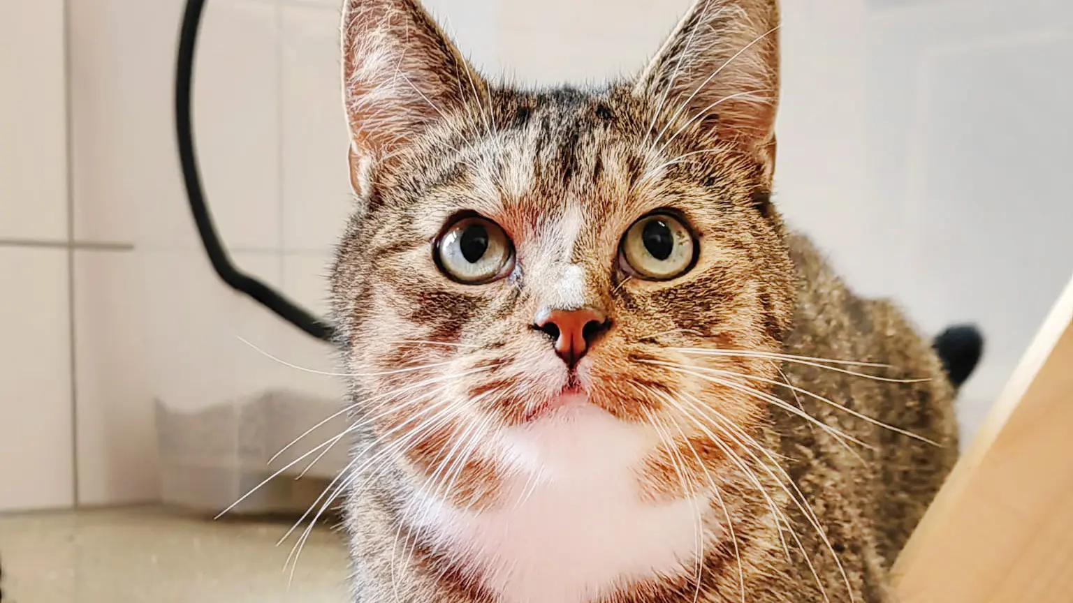 Merlin