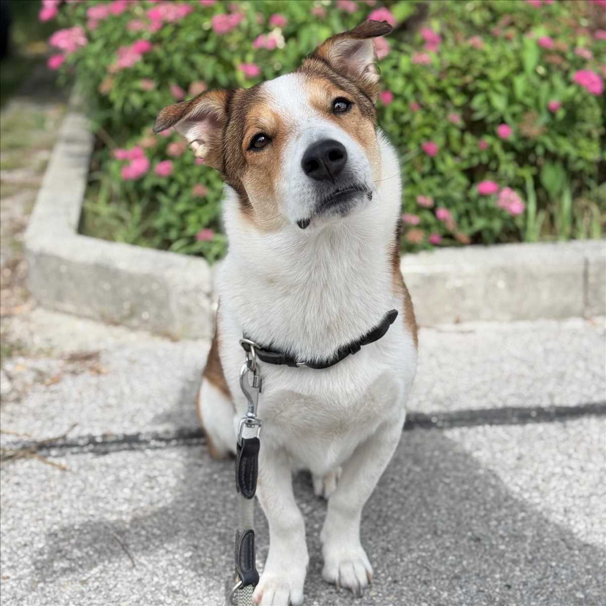 OSKAR – Terrier, Mix, männlich, 2 Jahre, 7 Monate, 81829 München – zur Adoption