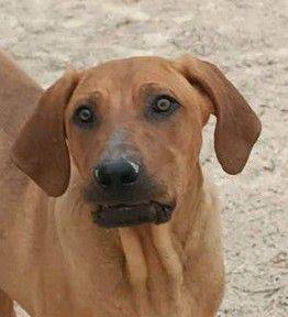 Trueno – Bloodhound-Mischling, männlich, 10 Monate, 65520 Bad Camberg – zur Adoption