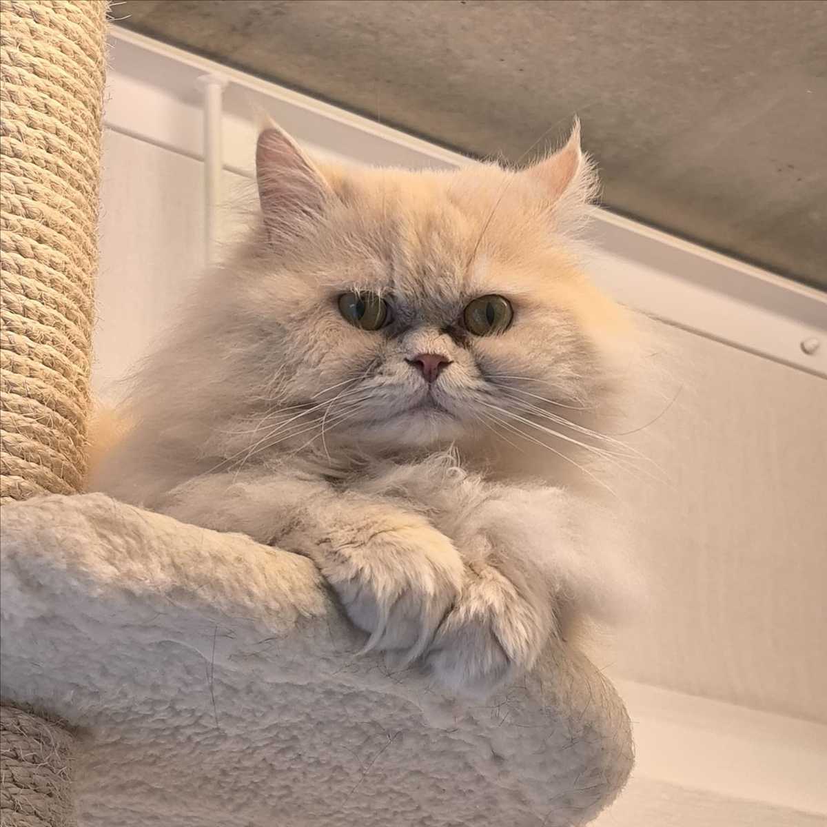 TEDDY – Perser, männlich, 2 Jahre, 8 Monate, 81829 München – zur Adoption