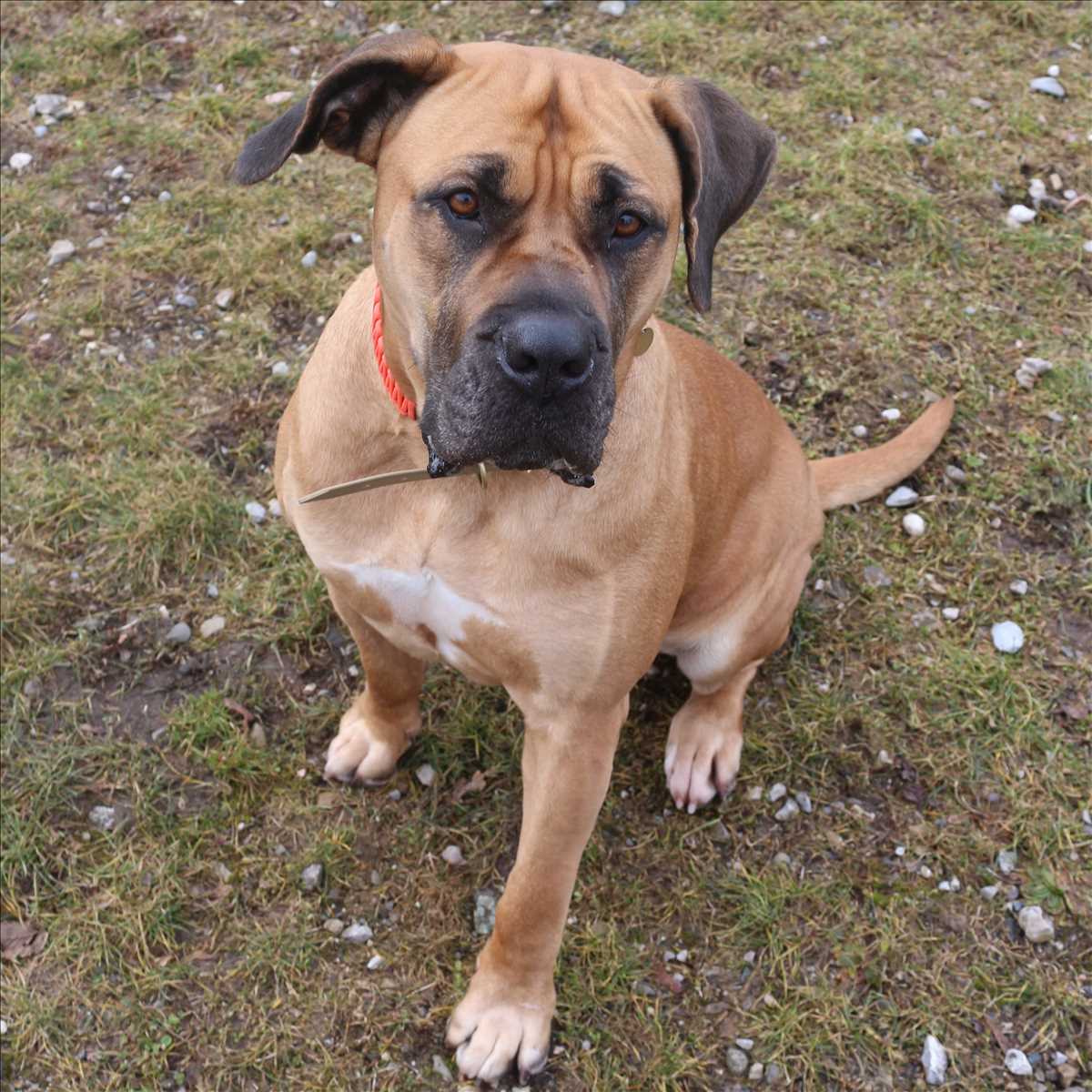 FINJA – Boerboel, weiblich, 4 Jahre, 7 Monate, 81829 München – zur Adoption