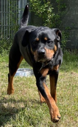 Jano – Rottweiler, männlich, 2 Jahre, 3 Monate, 70195 Stuttgart-Botnang – zur Adoption