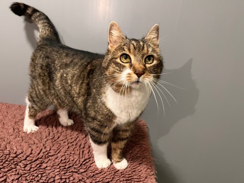Kitty