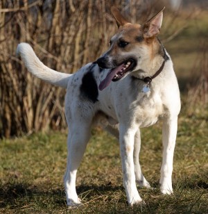 Michel – DSH-Akita-Mix, männlich, 3 Monate, 70195 Stuttgart-Botnang – zur Adoption