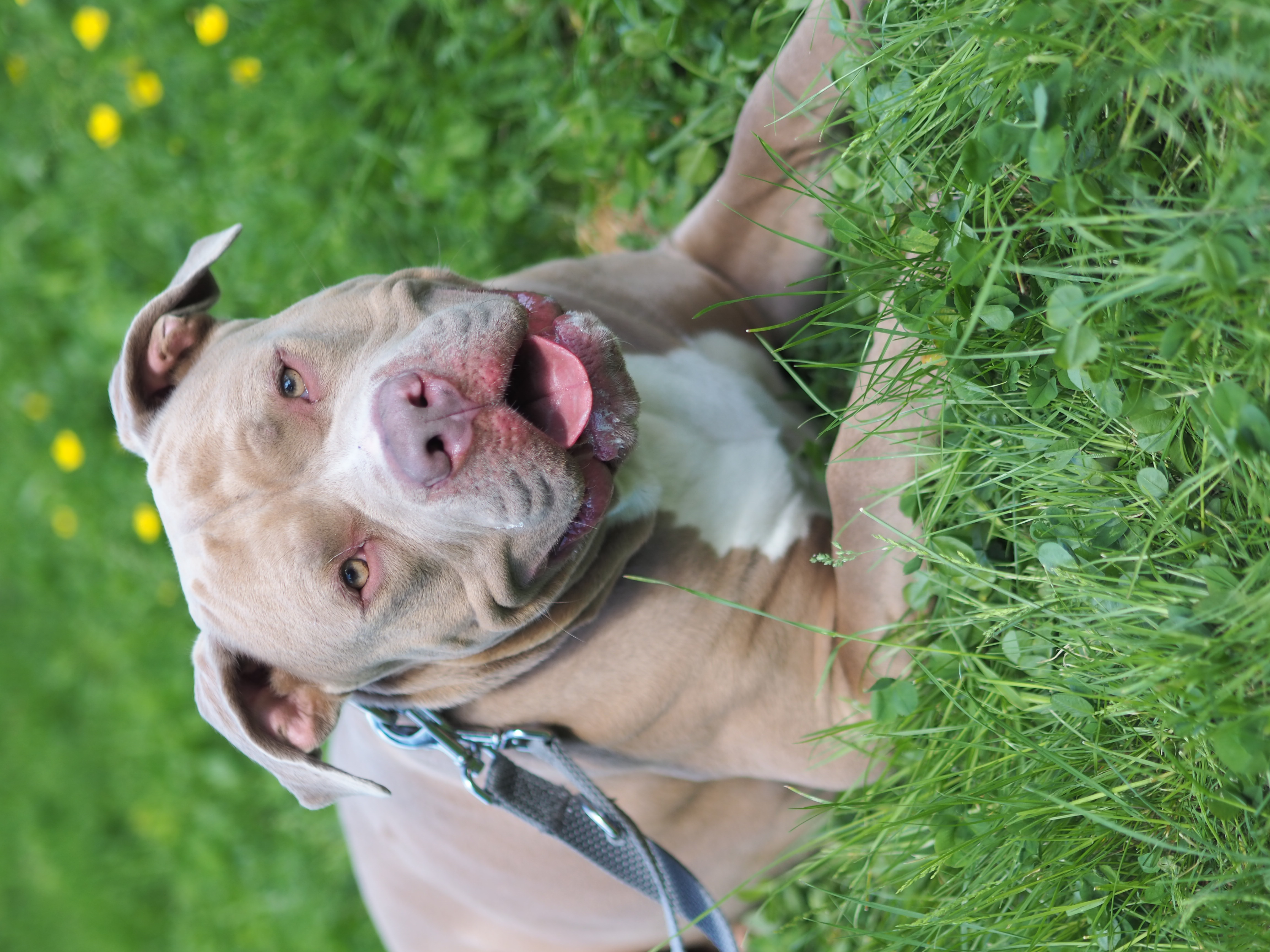 Biggie – American Bully XL, männlich, 1 Jahr, 50969 Köln-Zollstock – zur Adoption