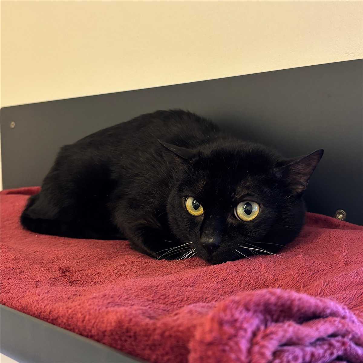 DONNY DARKO – Europäisch Kurzhaar, männlich, 1 Jahr, 81829 München – zur Adoption
