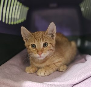 Red – Europäisch Kurzhaar, männlich, 97525 Schwebheim – zur Adoption
