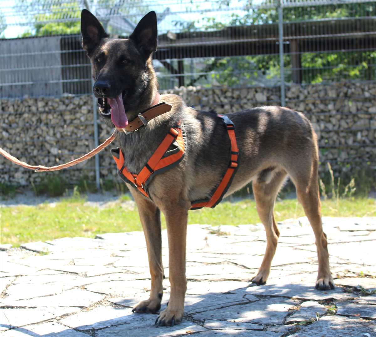 MIKE – Malinois, Mix, männlich, 3 Jahre, 81829 München – zur Adoption