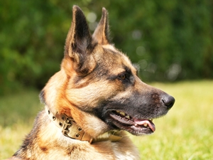 Tim – Schäferhund, männlich, 1 Jahr, 90537 Feucht – zur Adoption
