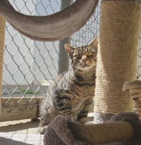 Petterson – Europäisch Kurzhaar, männlich, 97525 Schwebheim – zur Adoption