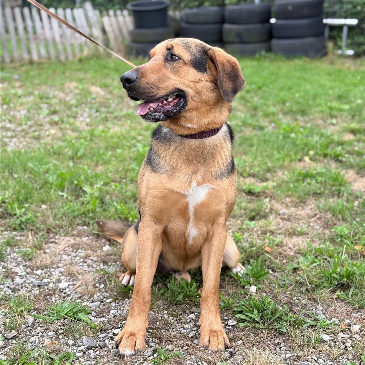 MILO – Mix, Aussidor-Mischling, männlich, 2 Jahre, 7 Monate, 81829 München – zur Adoption