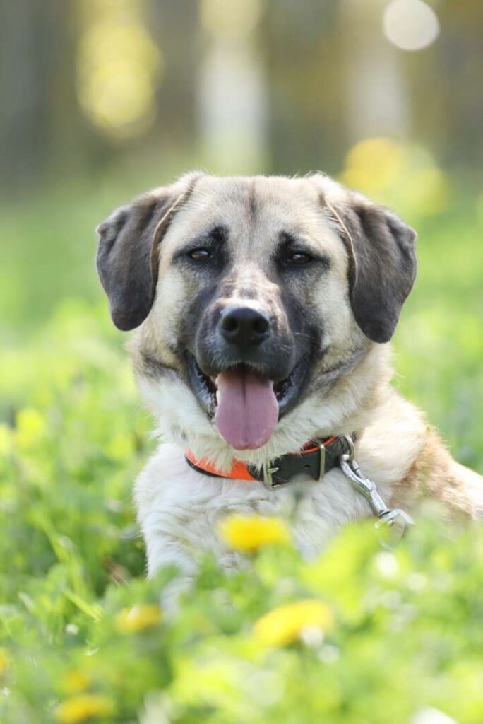 Lotte – Kangal-Mix, weiblich, 2 Jahre, 11 Monate, 13057 Berlin – zur Adoption