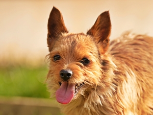 Scruge – Terrier-Mix, männlich, 4 Jahre, 90537 Feucht – zur Adoption