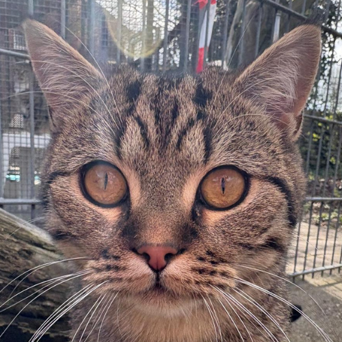 Pino – Hauskatze, männlich, 6 Monate, 28357 Bremen – zur Adoption
