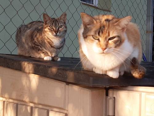 Sally – Europäisch Kurzhaar, weiblich, 8 Jahre, 65520 Bad Camberg – zur Adoption