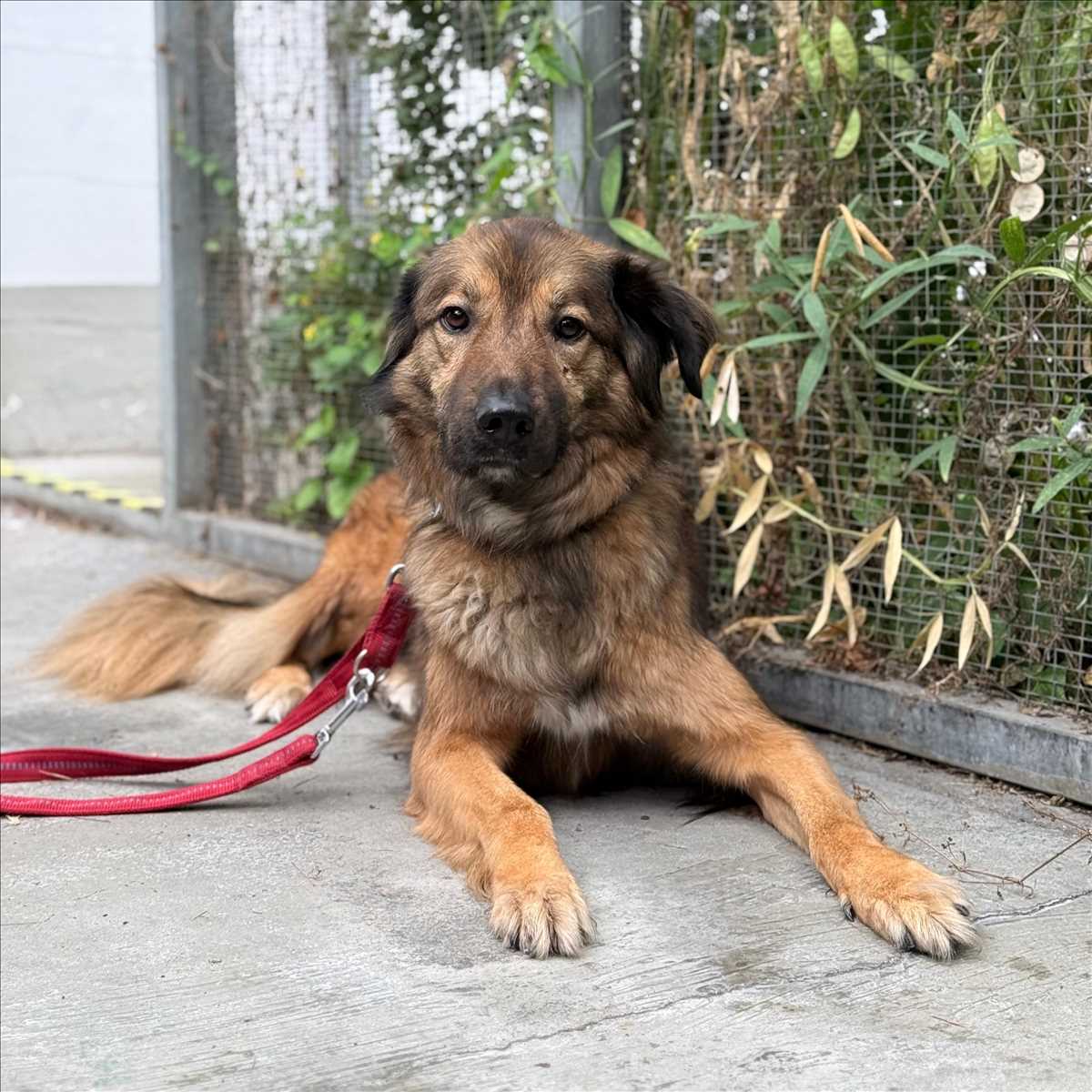 LEO – Mix, männlich, 4 Jahre, 3 Monate, 81829 München – zur Adoption